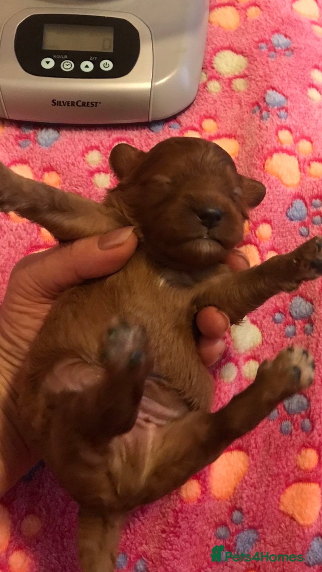 Cavapoo dogs for sale:  Cavapoo F1 Red Boys , Visits start this weekend  - Image 12