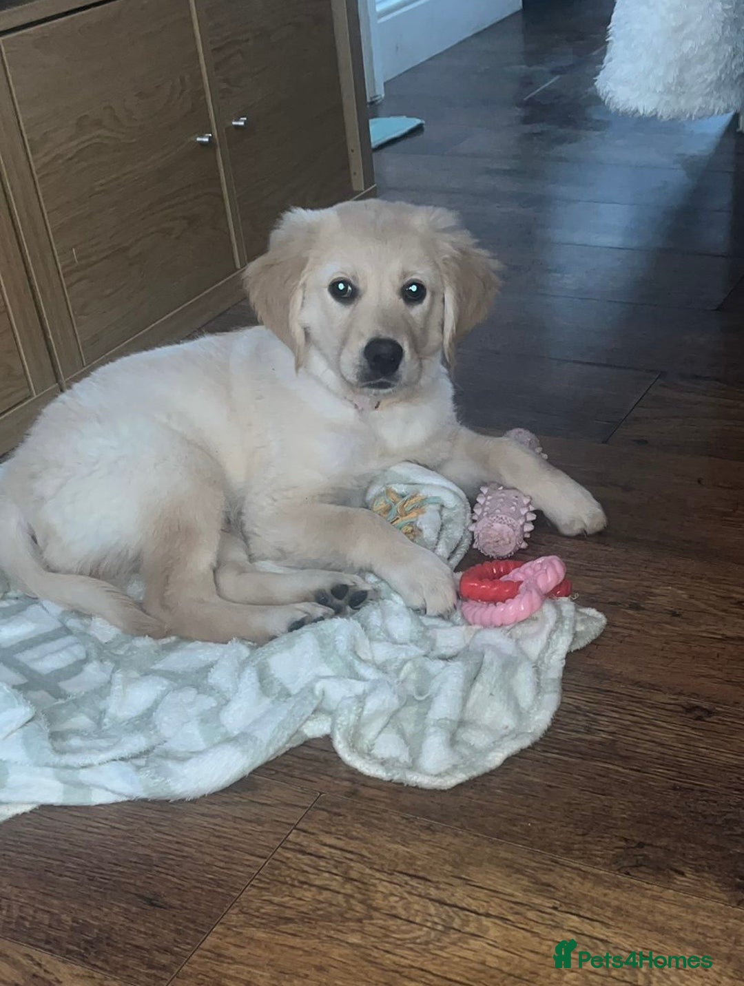 Golden Retriever dogs for sale: 14week old golden retriever  - Advert 5
