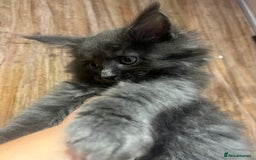Maine Coon cats for sale: STUNNING MAINE COON KITTENS BLUE SMOKE (tica reg ) - Image 30