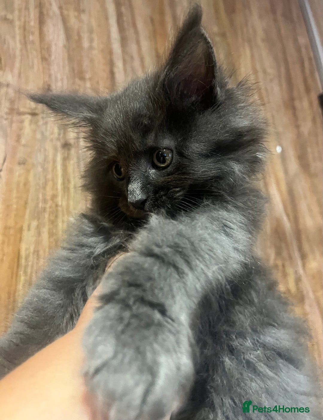 Maine Coon cats for sale: STUNNING MAINE COON KITTENS BLUE SMOKE (tica reg ) - Image 30