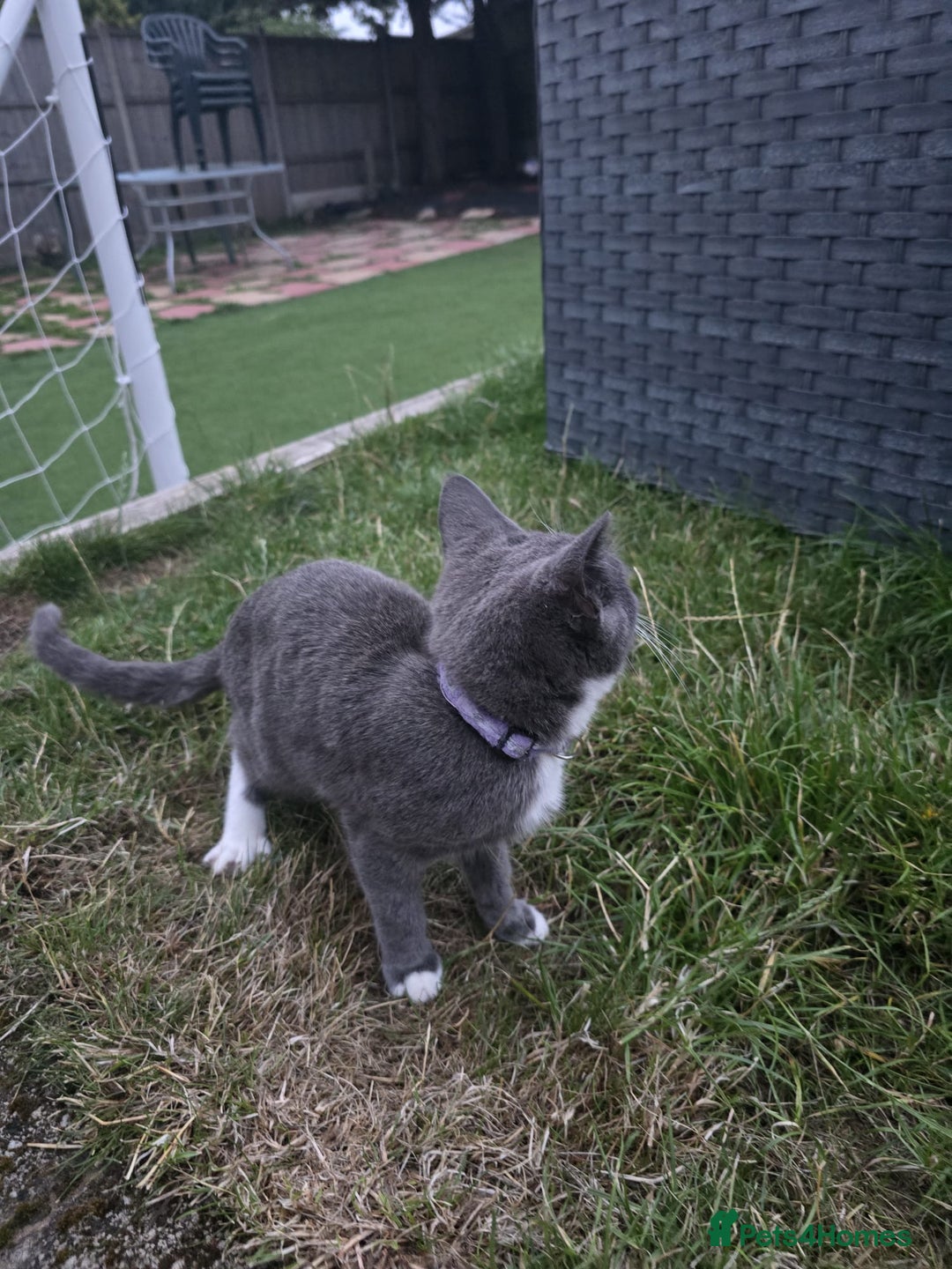 Mixed Breed cats for sale: Grey and white female kitten for sale - Image 3