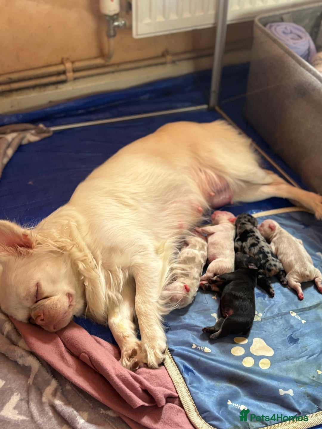 French Bulldog dogs for sale: Pink testable **s 🩷💙🍫🍪🔥 - Image 8