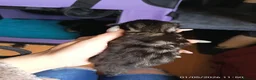 Mixed Breed cats for sale: KITTENS LOOKING FOR LOVING HOMES - Advert 10