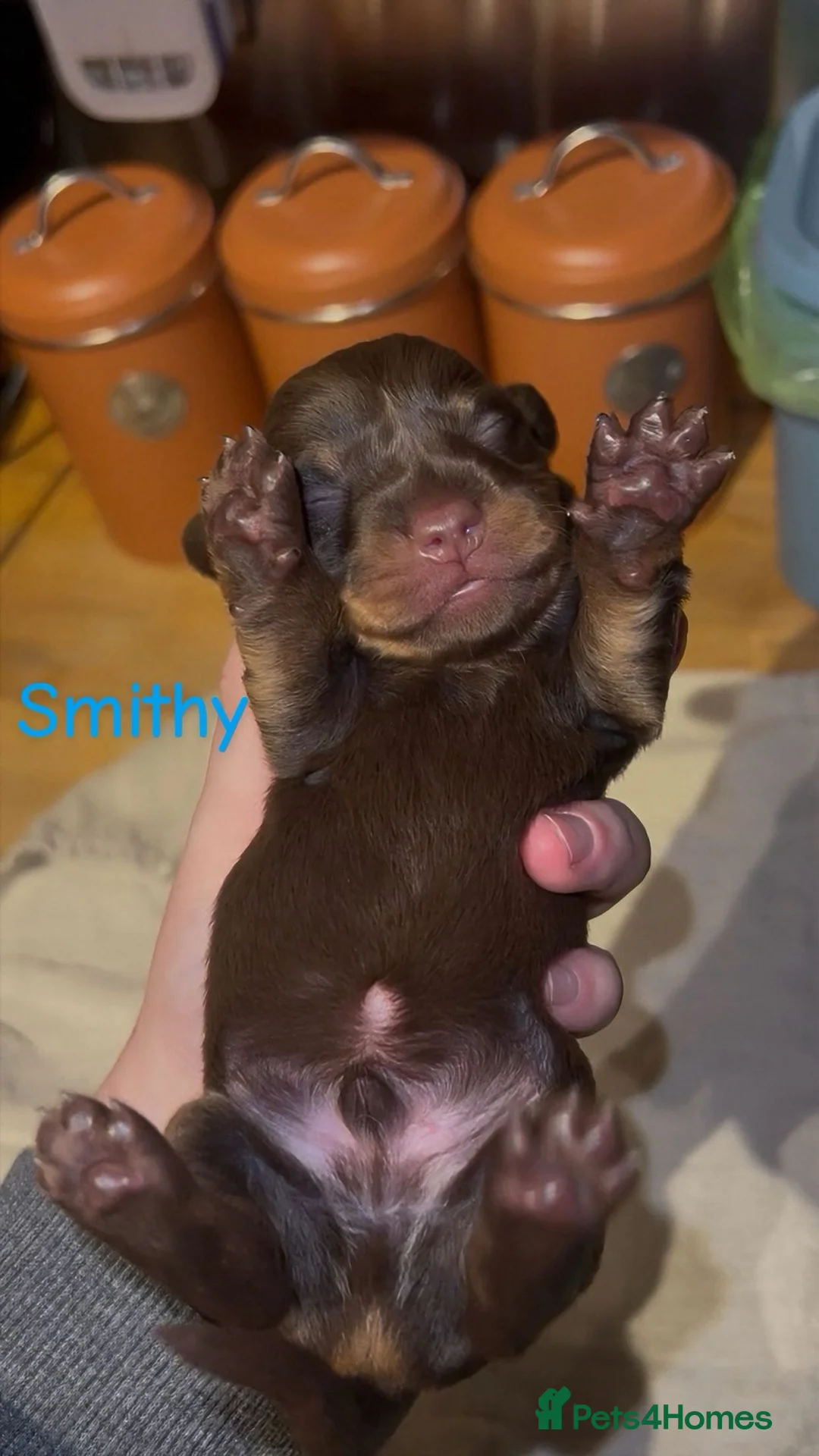 Dachshund dogs for sale: Dacshaunds puppies  - Advert 13