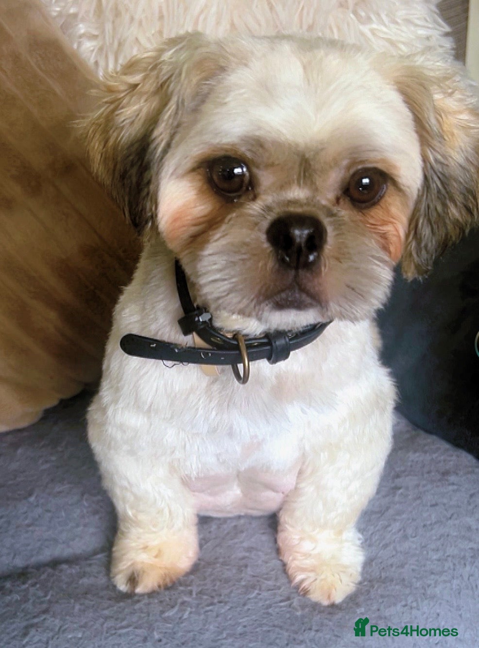 Shih Tzu dogs Shih Tzu puppies - Advert 2