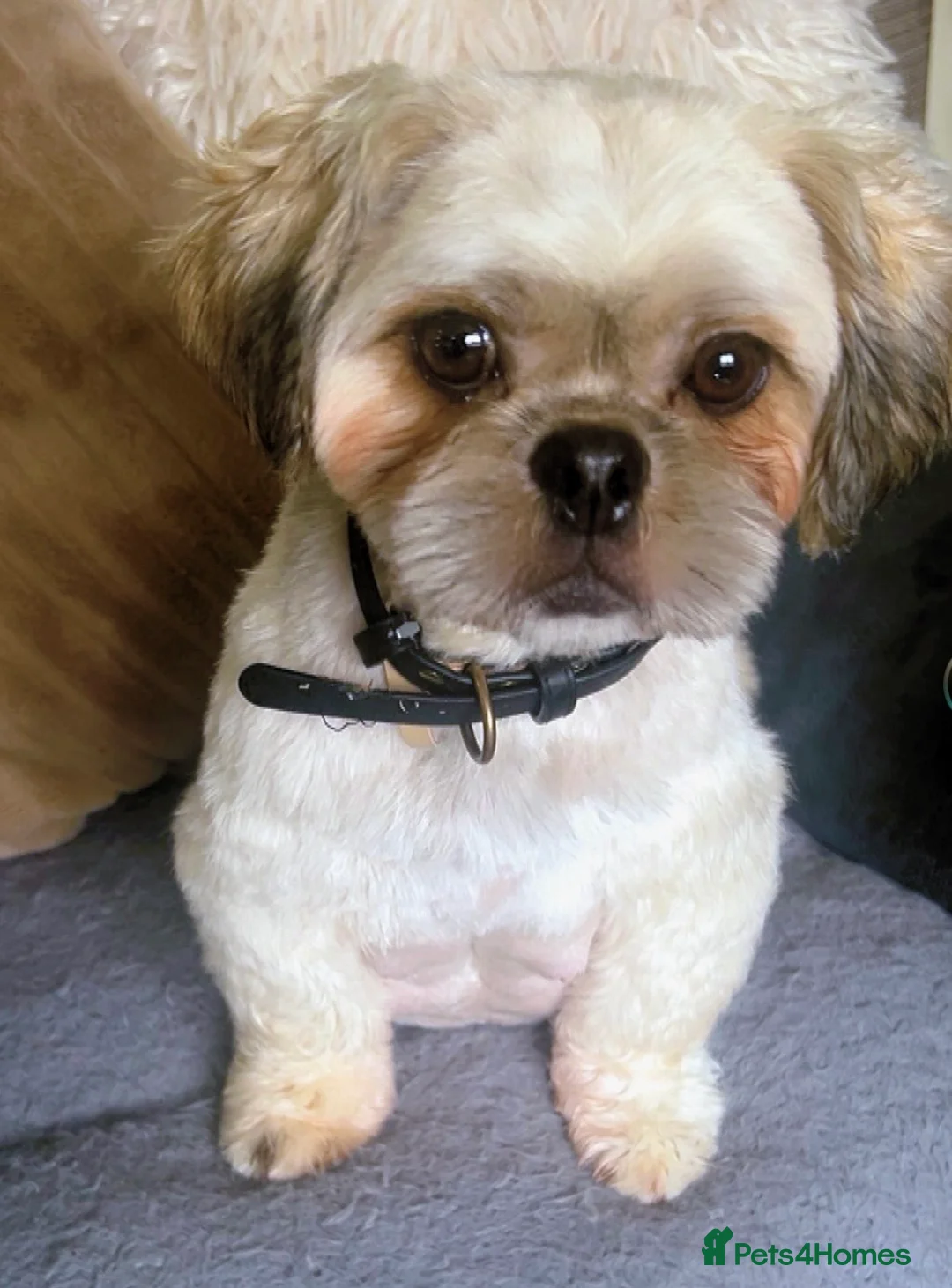 Shih Tzu dogs for sale: Shih Tzu puppies in Newry - Advert 1