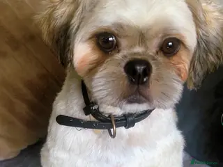 Shih Tzu dogs Shih Tzu puppies - Advert 2