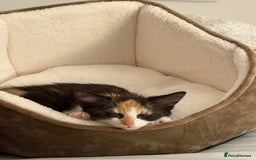 Domestic Shorthair cats for sale: Kitten for sale  - Image 1