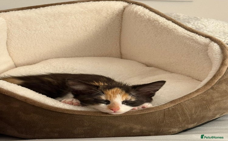 Domestic Shorthair cats - Advert 1