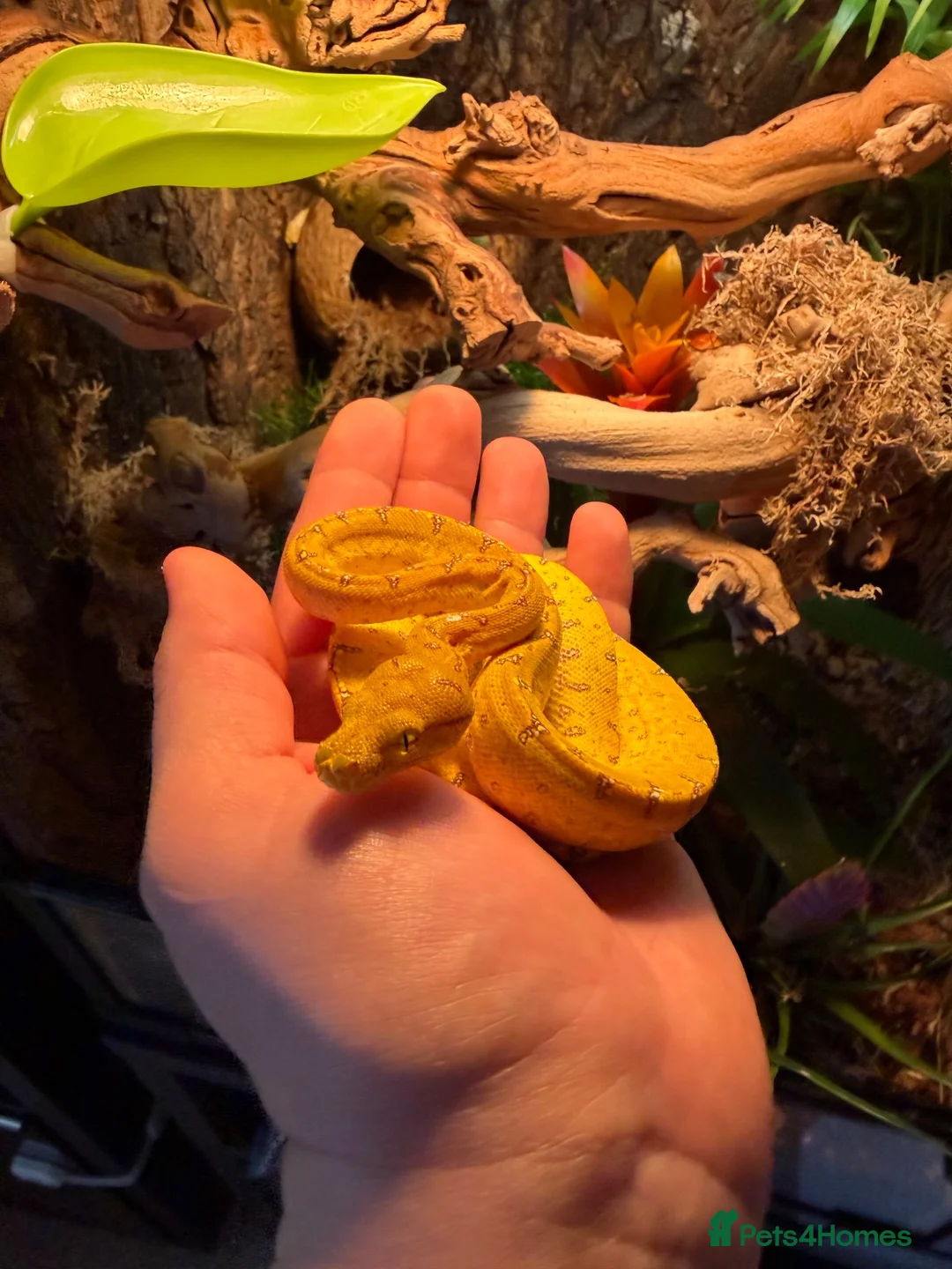 Python Snake reptiles for sale: Green tree python  - Advert 4
