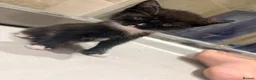Scottish Fold cats for sale:  Scottish Fold kittens are looking for homes! in Derby - Advert 5