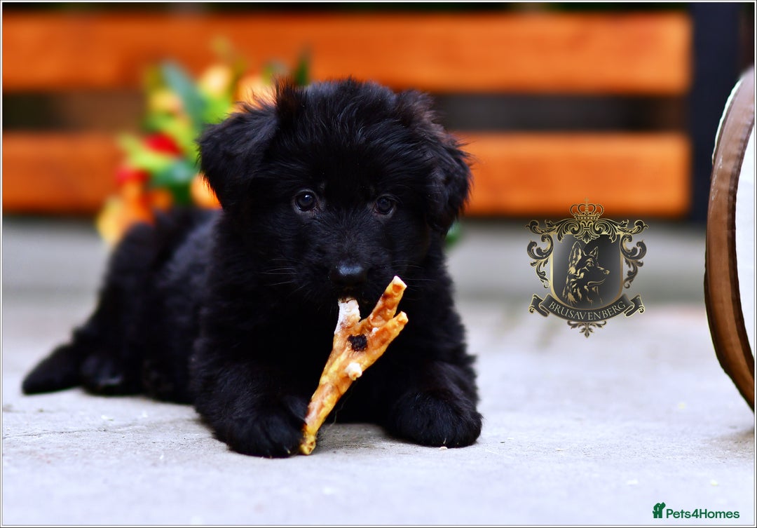 German Shepherd dogs for sale: BLACK LONGHAIRED GSD PUPPIES KC REGISTERED in Manchester - Image 2