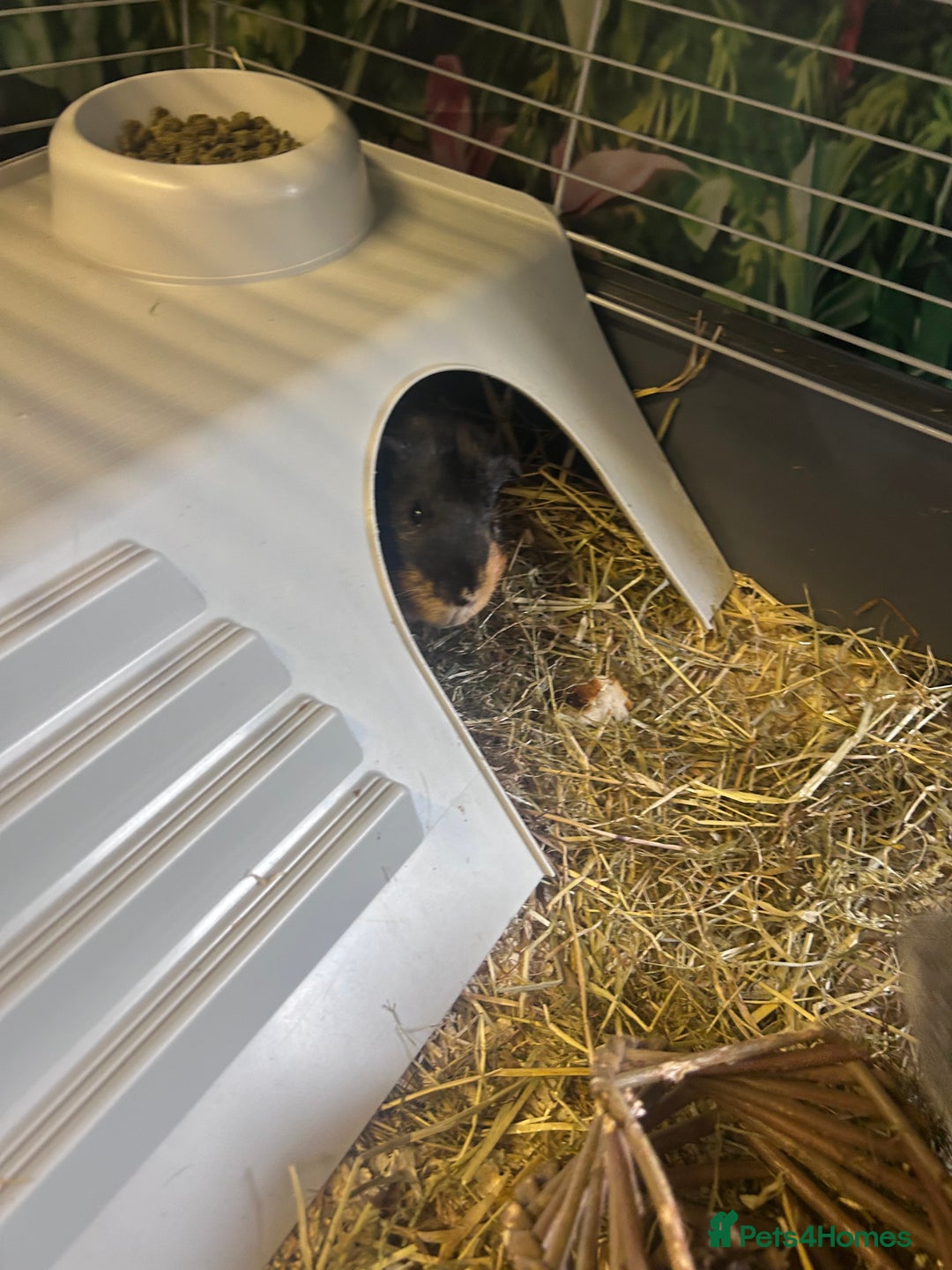 Guinea Pig rodents for sale: Guinea pigs males and cage FREE - Image 3
