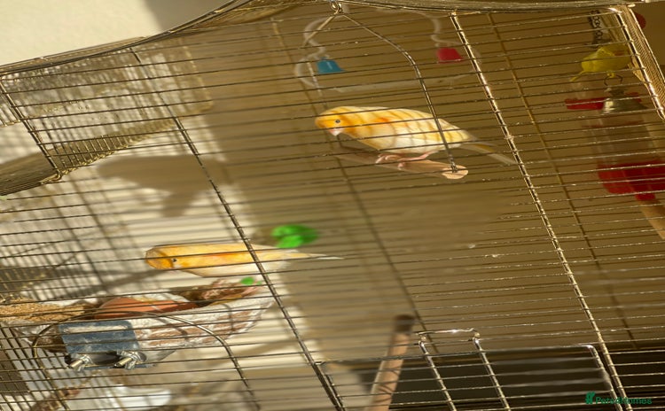 Canaries birds - Advert 3