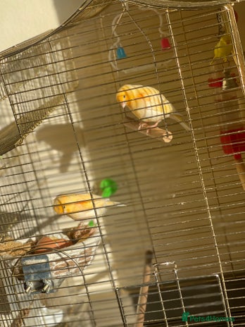 Canaries birds - Advert 3