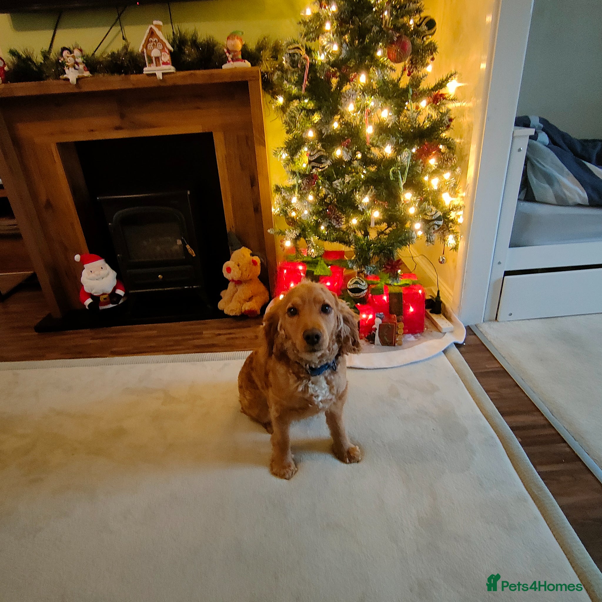 Cockapoo dogs for stud: Cockapoo for stud  in Yeovil - Advert 5