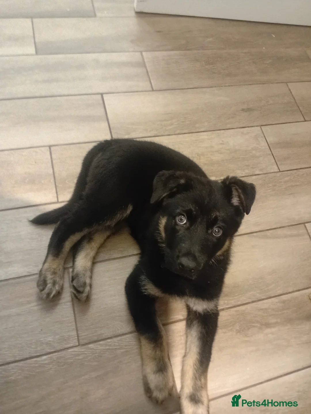 German Shepherd dogs for sale: German shepherd puppy beautiful  - Advert 2