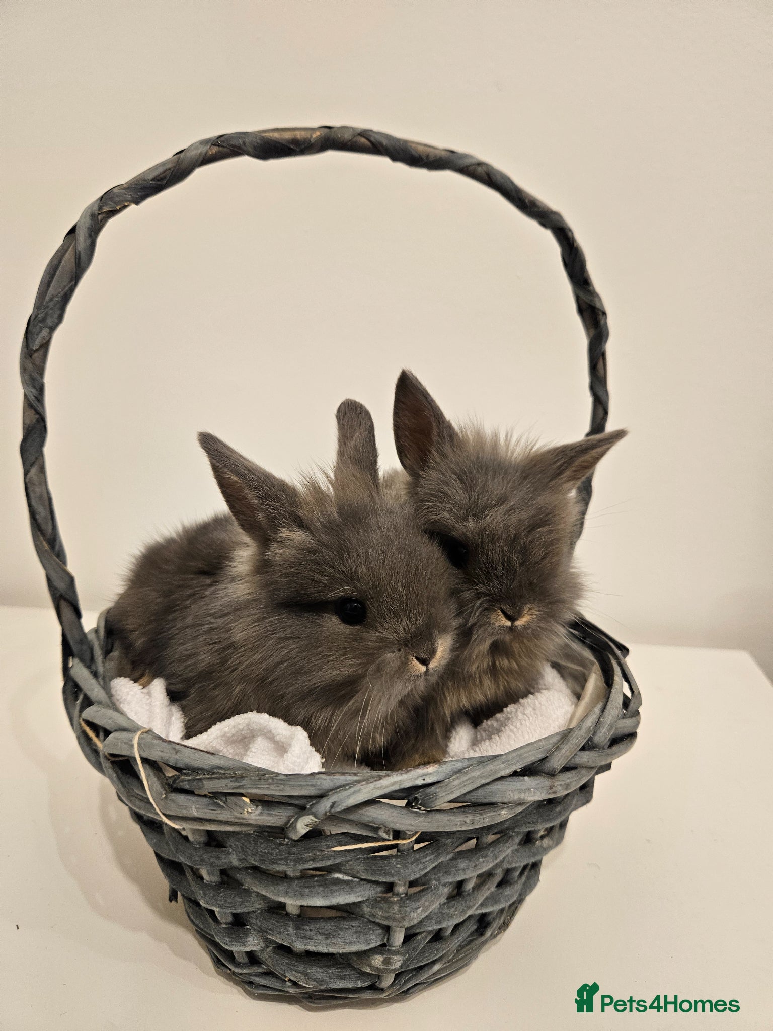 Mini Lion Lop rabbits Mini Lion Lop Kits - Advert 1