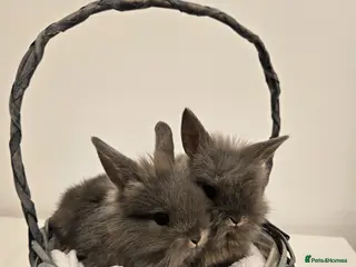 Mini Lion Lop rabbits Mini Lion Lop Kits - Advert 5