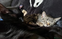 Mixed Breed cats for sale: Tabby  - Image 7