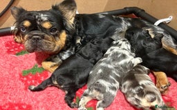 French Bulldog dogs for sale: Visual Fluffy French Bulldogs x 4 Male - Advert 19