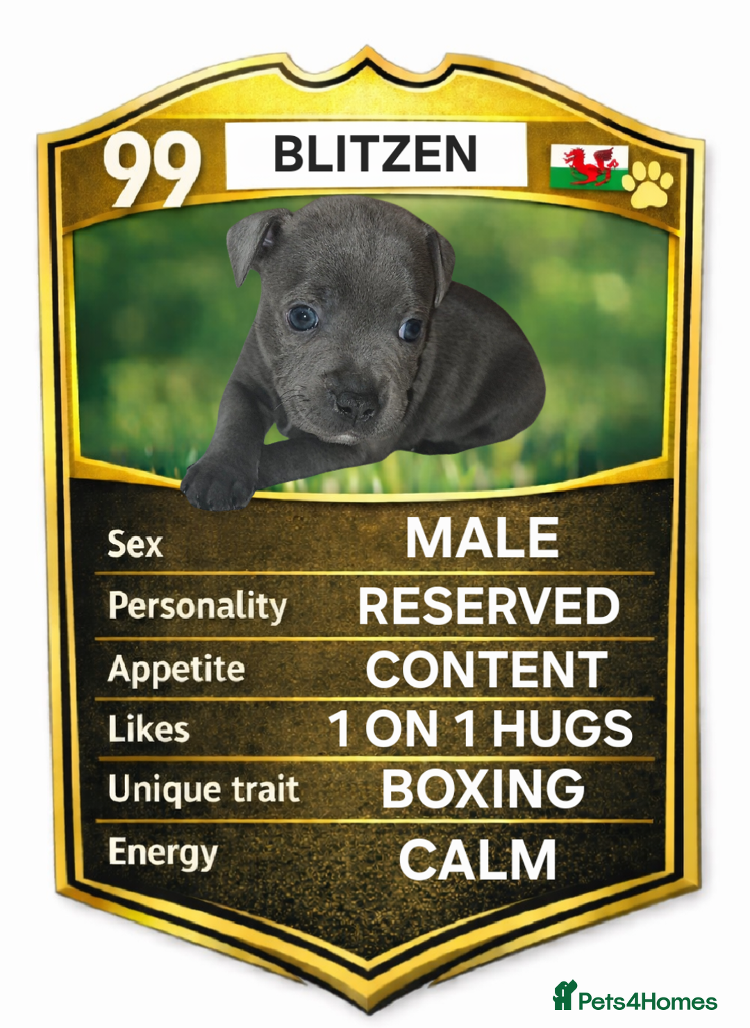 Staffordshire Bull Terrier dogs for sale: Exceptional Staffy Bull Terriers– Valglo Bloodline - Advert 2