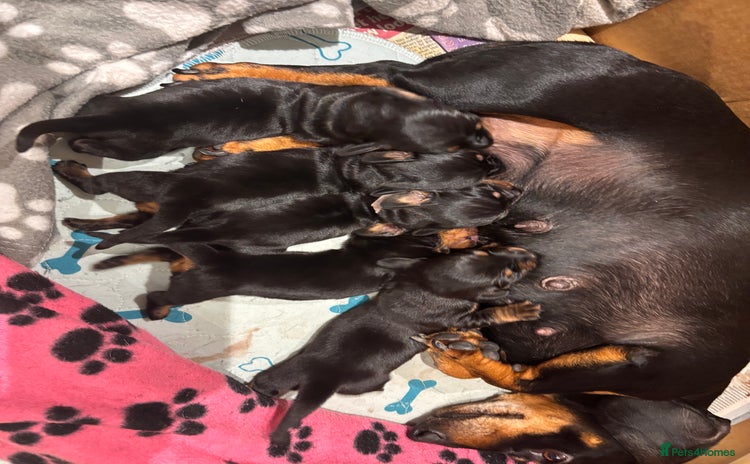 Miniature Dachshund dogs - Advert 16