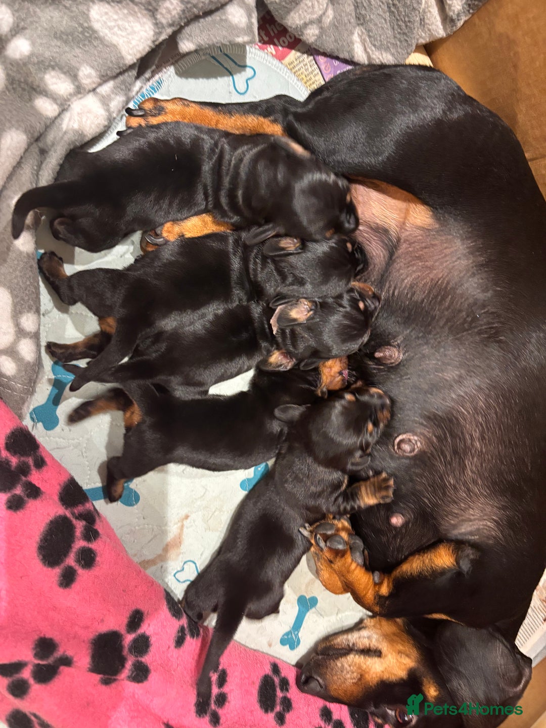 Miniature Dachshund dogs for sale: Black & Tan Minature Dachund - Image 1