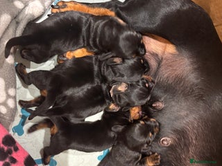 Miniature Dachshund dogs - Advert 31