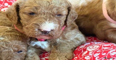 Mixed Breed dogs - Advert 13