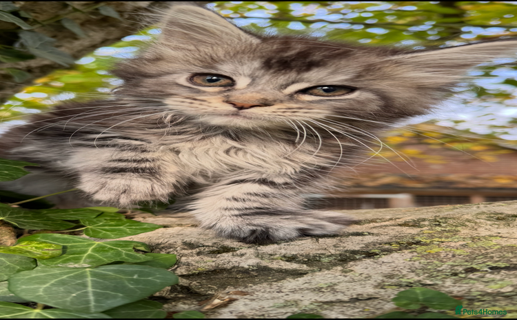 Maine Coon cats - Advert 12