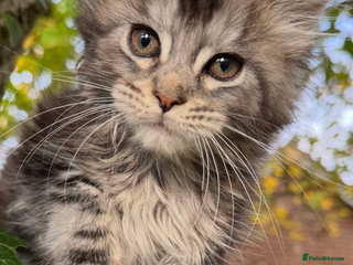 Maine Coon cats for sale - Advert 1