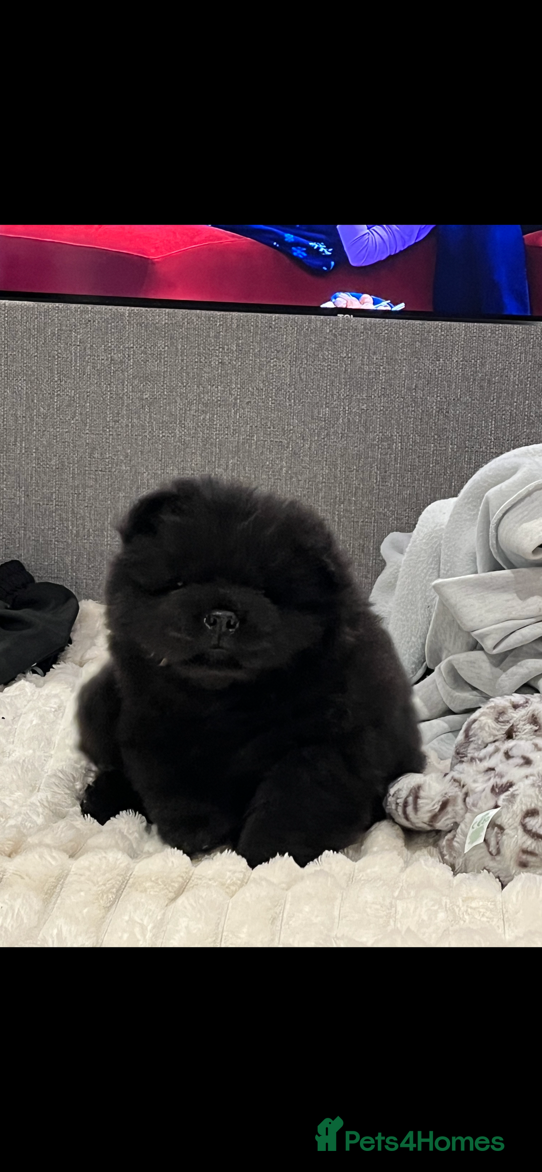 Chow Chow dogs for sale: 2 male chow chow puppies - Image 3
