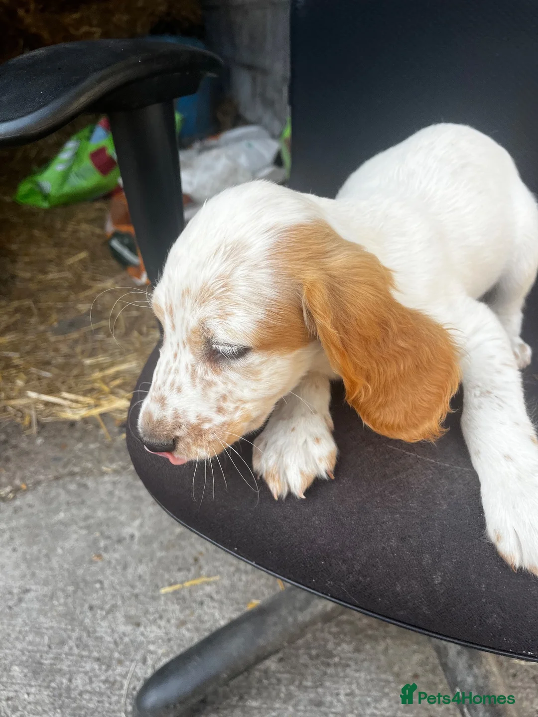 Cocker Spaniel dogs for sale: KC registered working cocker spaniel boy  - Advert 7