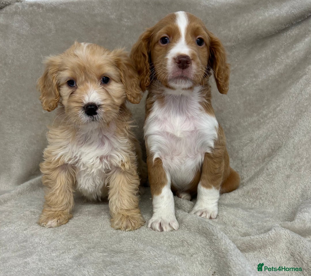 Cockapoo dogs for sale: Stunning cockapoo puppies  - Advert 18