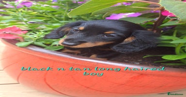 Dachshund dogs - Advert 11