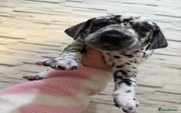 Dalmatian dogs for sale: 2 beautiful Dalmatian puppies 1 female 1 male - Image 10