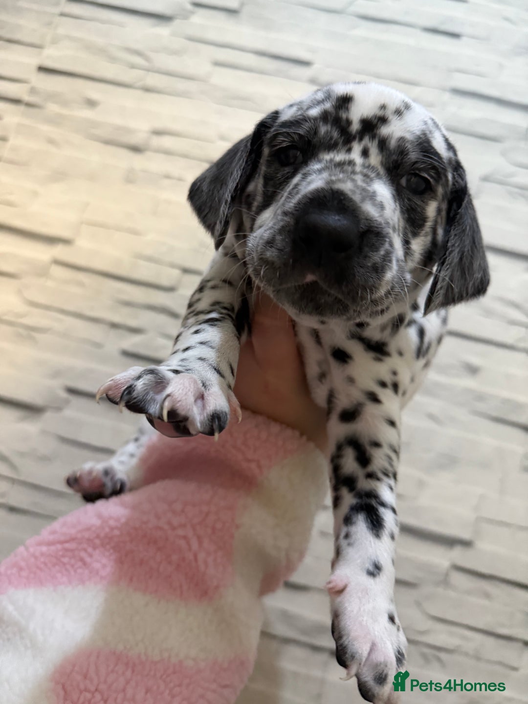 Dalmatian dogs for sale: 2 beautiful Dalmatian puppies 1 female 1 male - Image 10