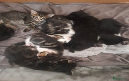 Bombay cats for sale: Kittens  - Image 1