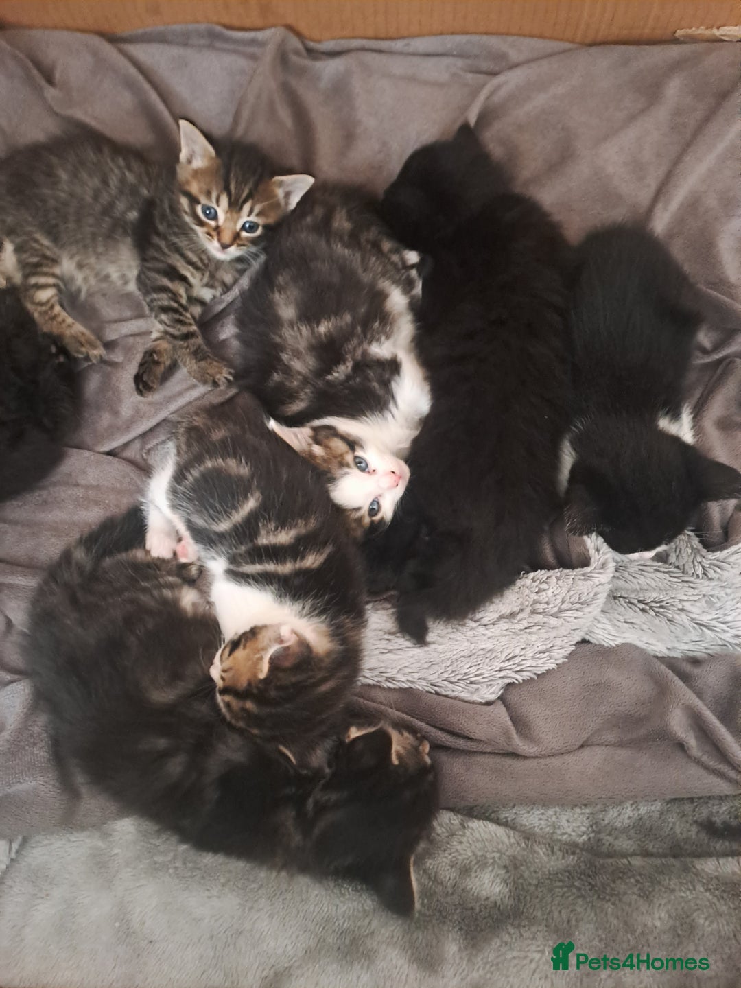 Bombay cats for sale: Kittens  - Image 1
