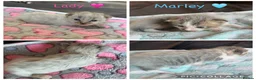 Mixed Breed cats for sale: 2 amazing kittens for sale - Advert 1