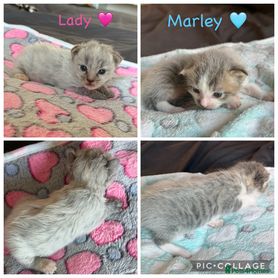 Mixed Breed cats for sale: 2 amazing kittens for sale - Advert 1