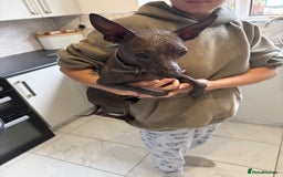 Mexican Hairless dogs for sale: MINI MEXICAN HAIRLESS MALE!   - Image 6