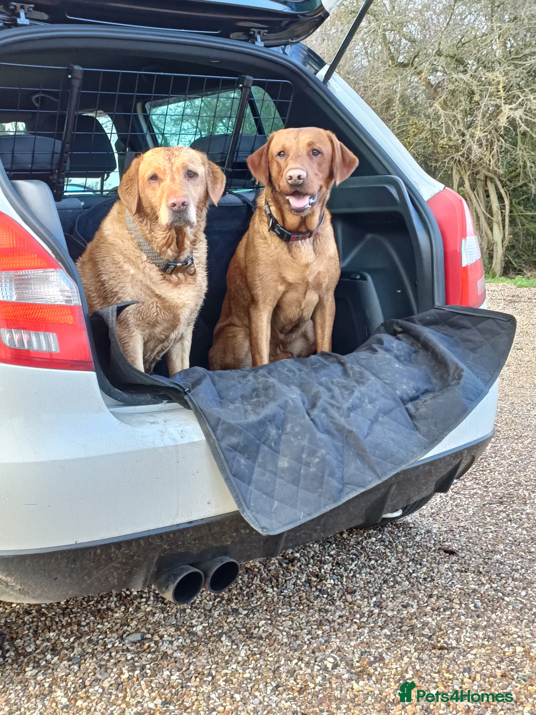 Labrador Retriever dogs for stud: Red Labrador KC registered in Ipswich - Advert 5