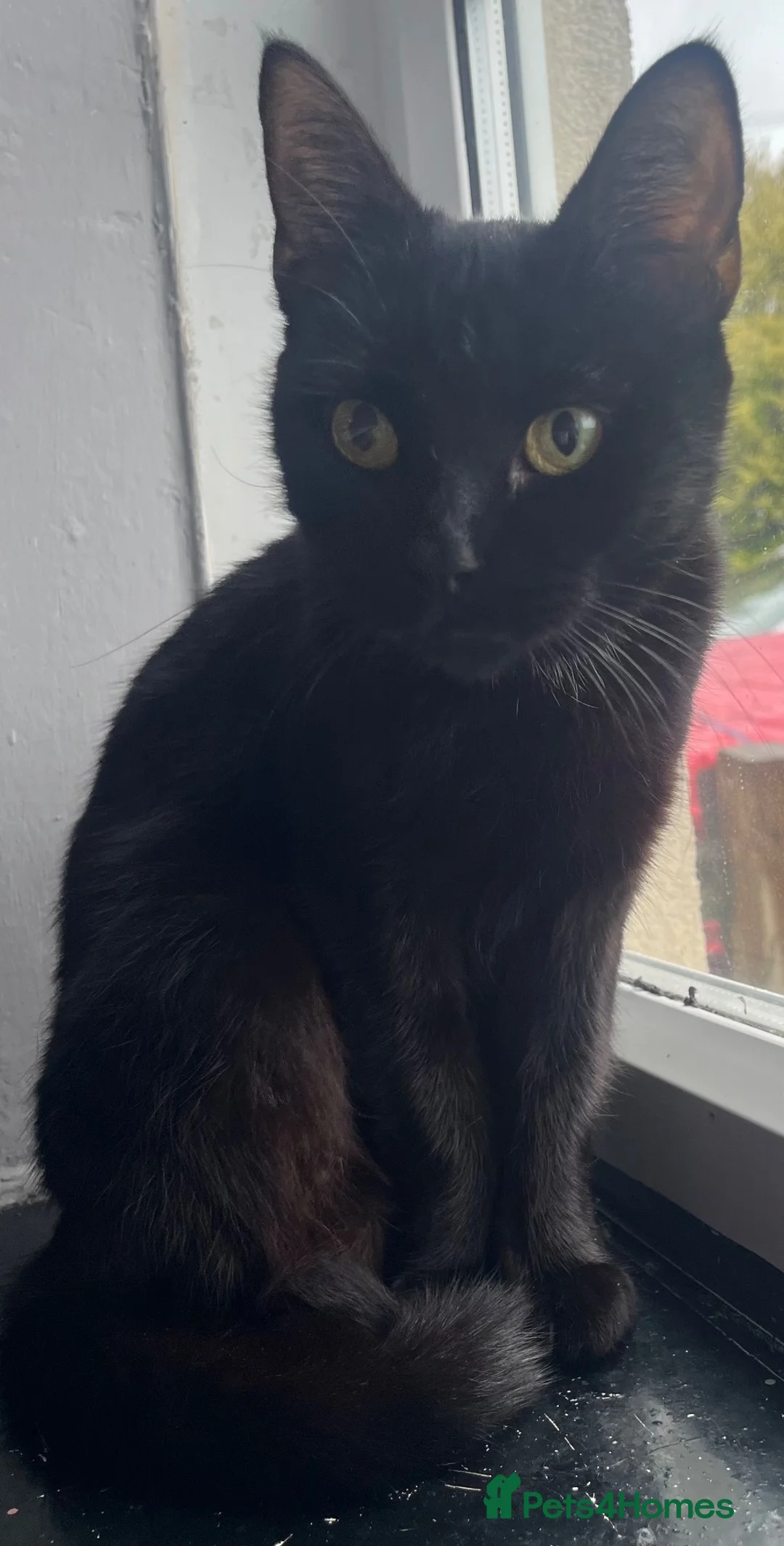 Mixed Breed cats for sale: Desperate home needed (FREE) - Advert 1