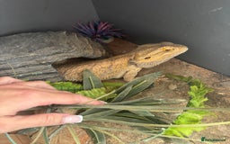 Bearded Dragon reptiles for sale: Bearded dragon with vivarium and set up included - Image 3