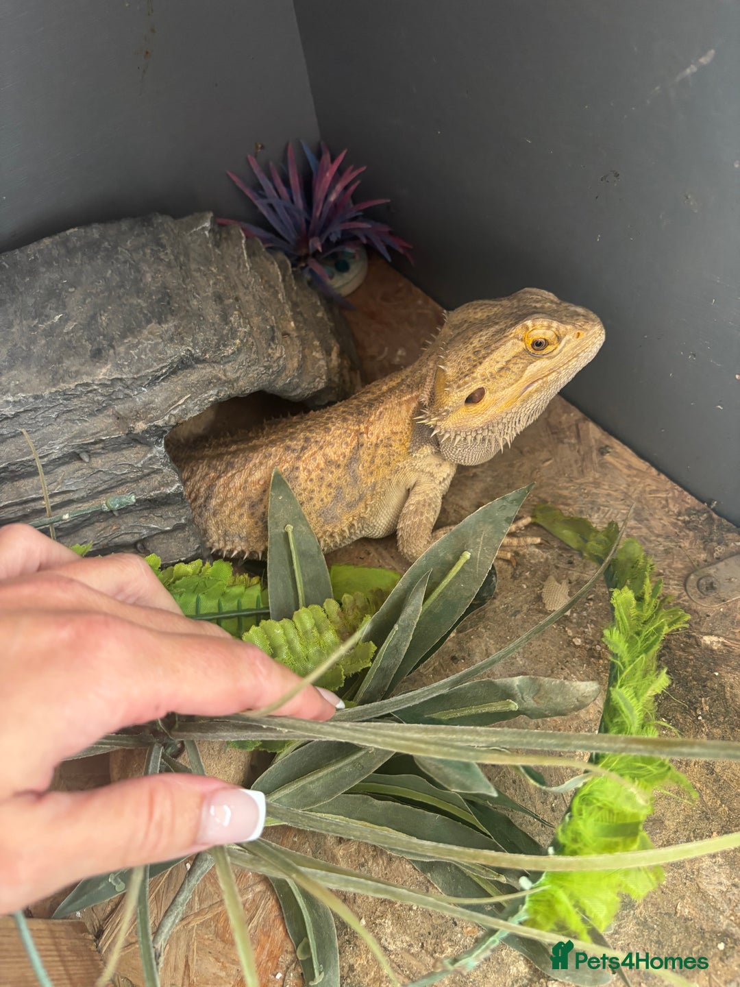 Bearded Dragon reptiles for sale: Bearded dragon with vivarium and set up included - Image 3
