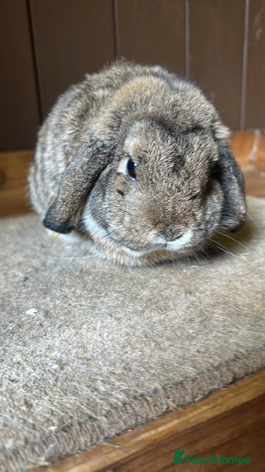 Mini Lop rabbits for sale: 1 x agouti buck - Advert 3