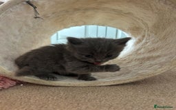 British Shorthair cats for sale: 1 Gorgeous Black kitten Remaining - Image 5