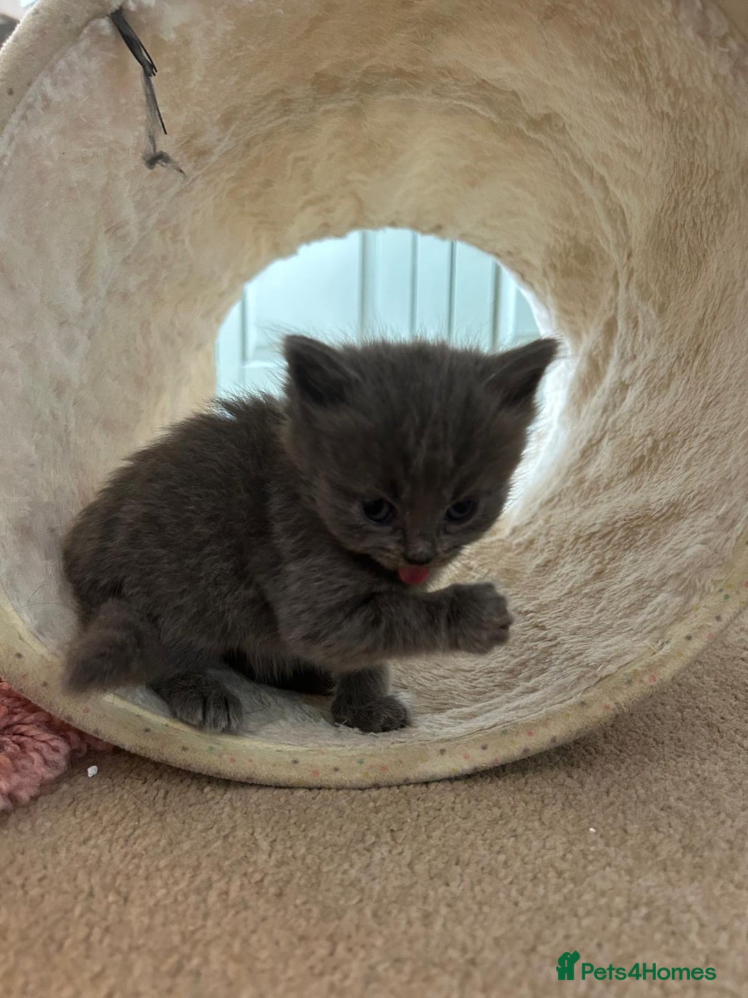 British Shorthair cats for sale: 1 Gorgeous Black kitten Remaining - Image 5